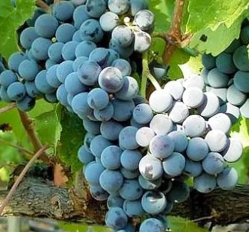 Продам виноград- фото № 3