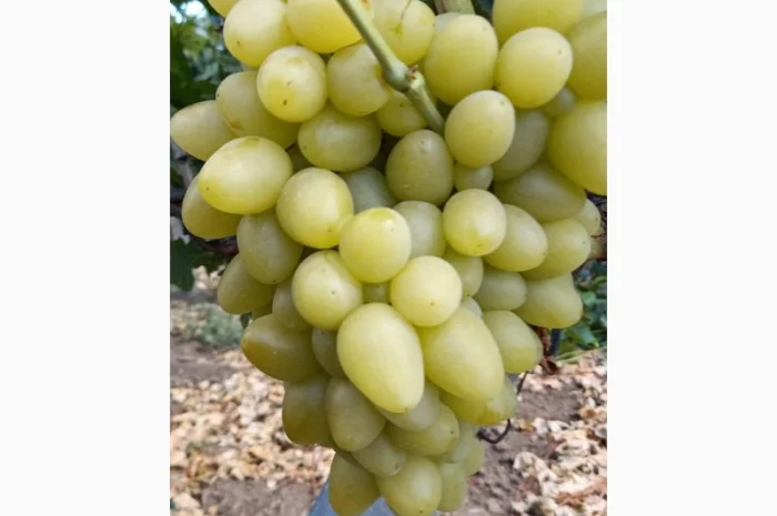 Продам столовые сорта винограда- фото № 1