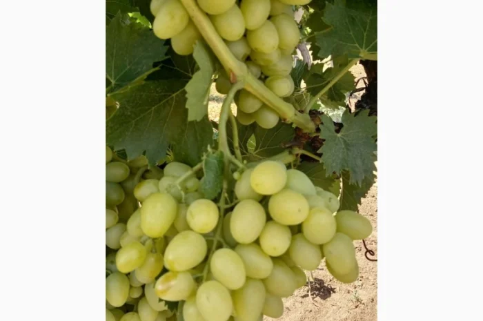 Продам столовые сорта винограда- фото № 3