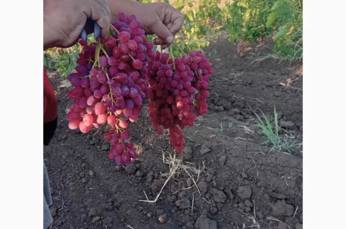 Продам виноград кишмиш Велес- фото № 1