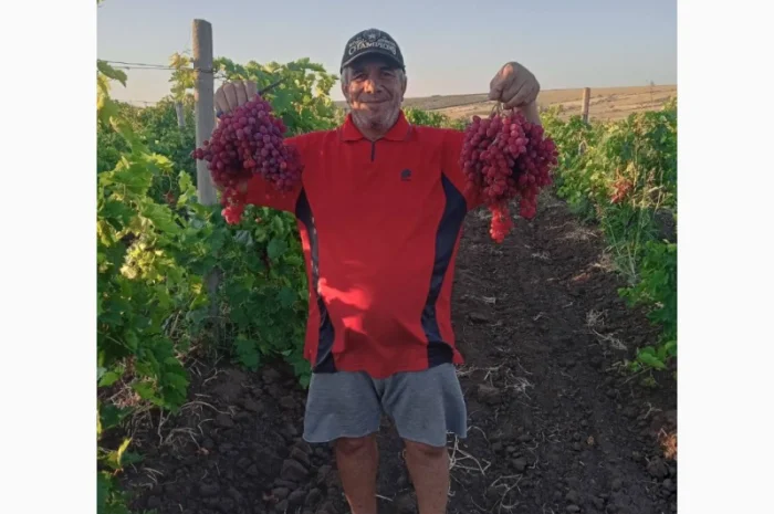 Продам виноград кишмиш Велес- фото № 2