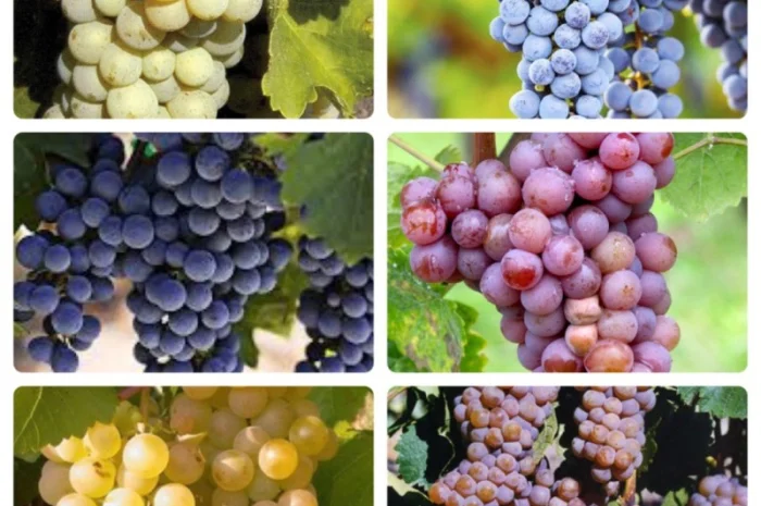 Фермерське господарство продасть виноград опт технічних сортів- фото № 1