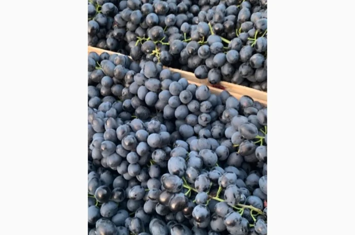 Виноград молдова и суручанский- фото № 5