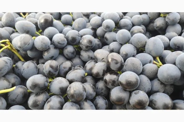 Виноград молдова и суручанский- фото № 6