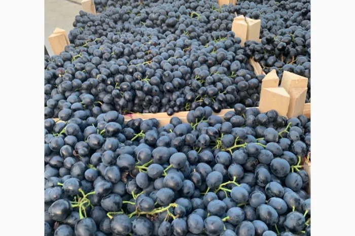 Виноград молдова и суручанский- фото № 7