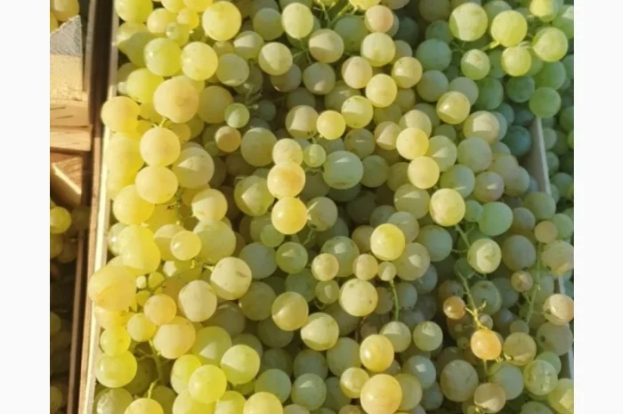 Виноград молдова и суручанский- фото № 1