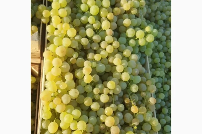 Виноград молдова и суручанский- фото № 2