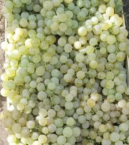 Виноград молдова и суручанский- фото № 3