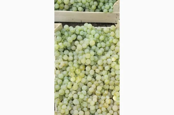 Виноград молдова и суручанский- фото № 4