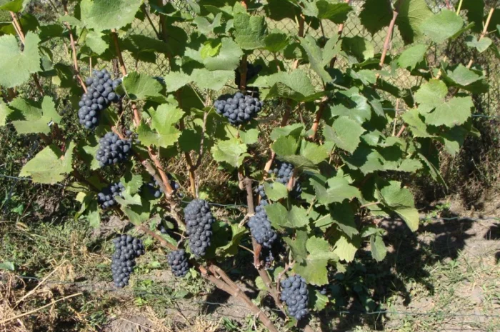 Продажа саженцев технических(винных) сортов винограда в г.Сумы- фото № 2