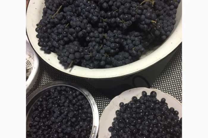 Продажа саженцев технических(винных) сортов винограда в г.Сумы- фото № 4