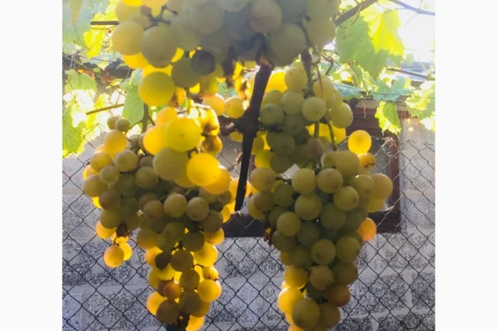 Продажа саженцев технических(винных) сортов винограда в г.Сумы- фото № 5