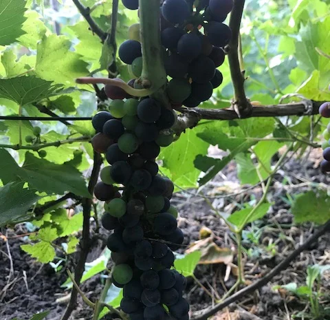 Продажа саженцев технических(винных) сортов винограда в г.Сумы- фото № 6