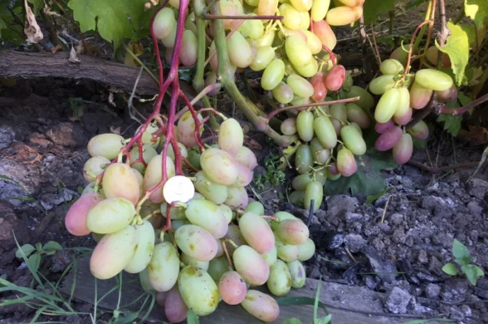 Продам саженцы столовых сортов винограда, районированных в г.Сумы- фото № 2