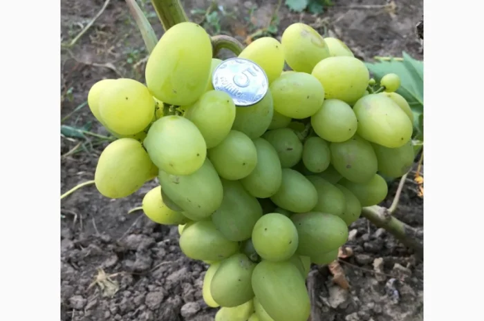 Продам саженцы столовых сортов винограда, районированных в г.Сумы- фото № 3