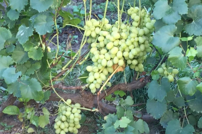 Продам саженцы столовых сортов винограда, районированных в г.Сумы- фото № 4