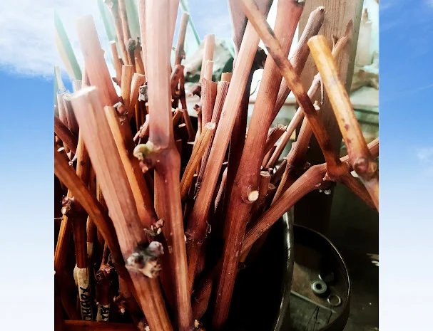 Черенки винограду- фото № 1