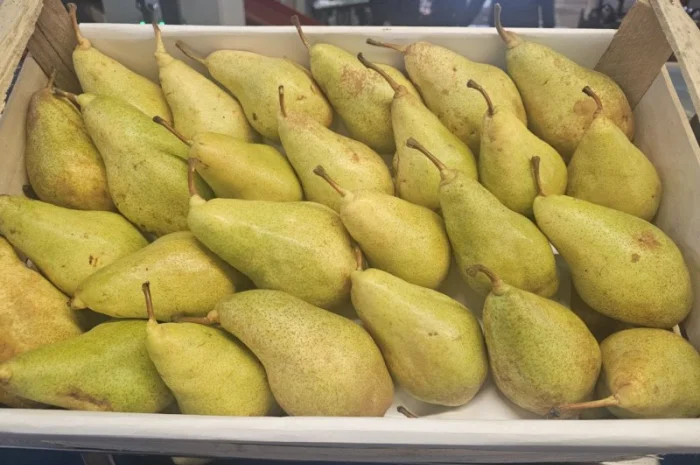 Груша сорту Ксенія (Ноябрська)- фото № 1