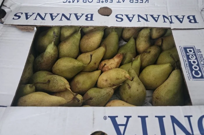 Груша сорту Ксенія (Ноябрська)- фото № 3