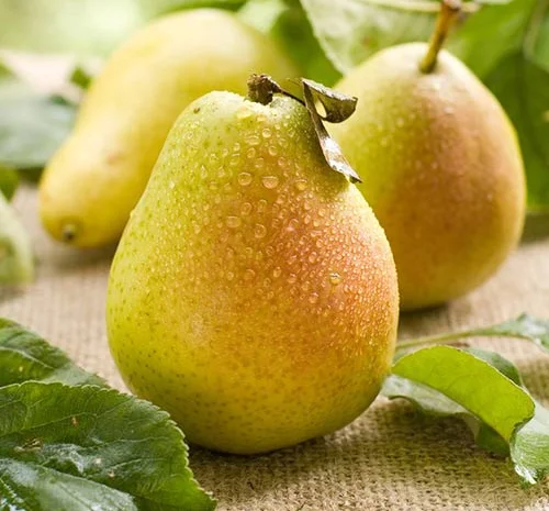 Груша переробка- фото № 1