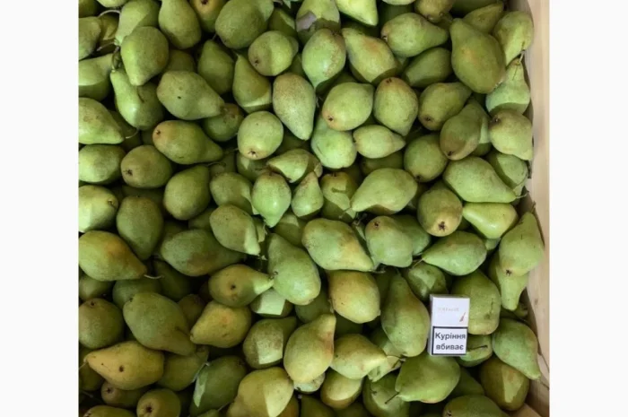 Продам Грушу Ноябрську (Листопадову)- фото № 1