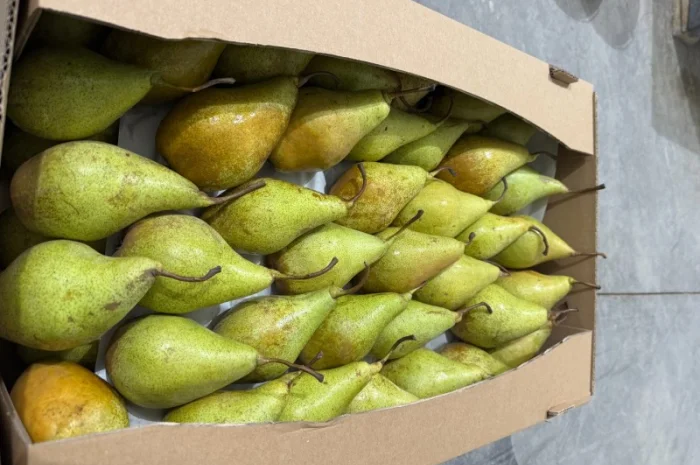 Продам Грушу- фото № 1