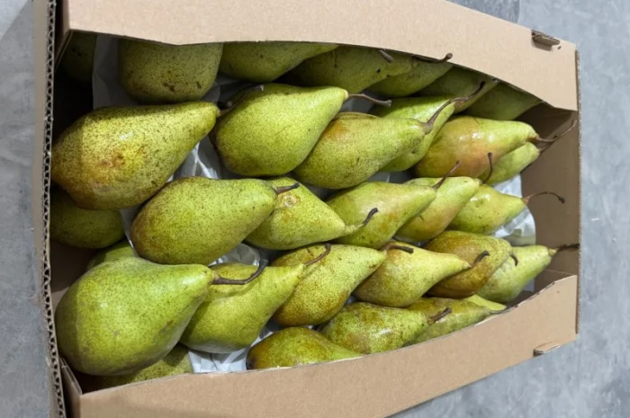 Продам Грушу- фото № 2