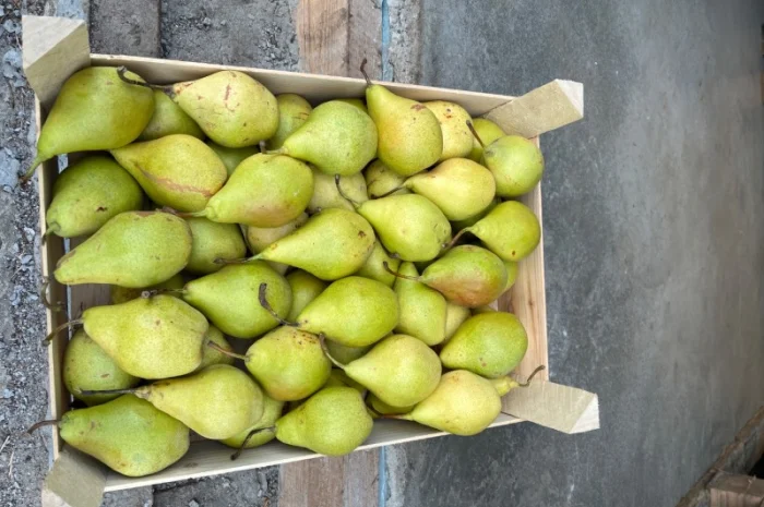 Продам грушу Ноябрська 2 ґатунок- фото № 1