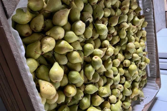 Продам грушу Ноябрська 2 ґатунок- фото № 3