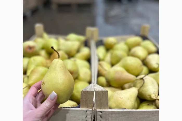 Продам грушу сорту Ноябирька- фото № 3