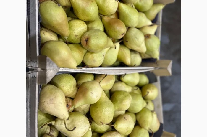 Продам грушу сорту Ноябирька- фото № 2