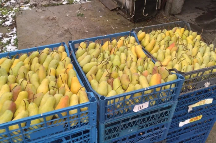 Продам грушу, Талгарська Красуня, з холодильника, до 2х тонн- фото № 1