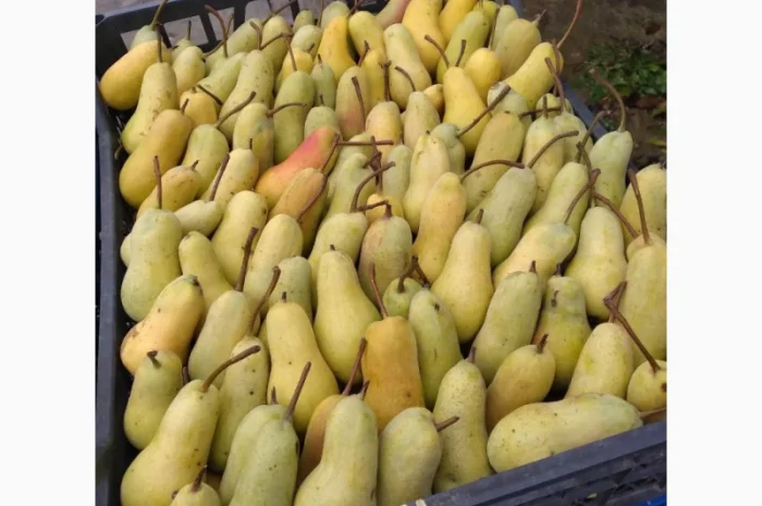 Продам грушу, Талгарська Красуня, з холодильника, до 2х тонн- фото № 2