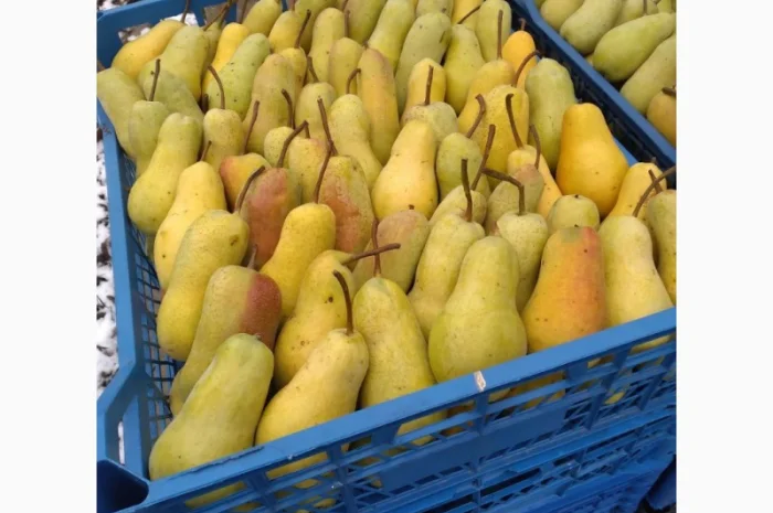 Продам грушу, Талгарська Красуня, з холодильника, до 2х тонн- фото № 3
