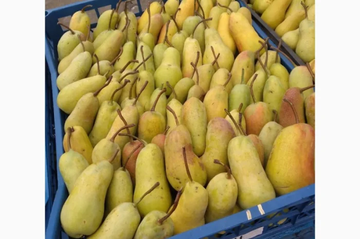 Продам грушу, Талгарська Красуня, з холодильника, до 2х тонн- фото № 4