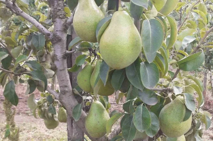 Продам грушу з власного саду- фото № 2