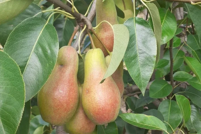 Продам грушу з власного саду- фото № 3