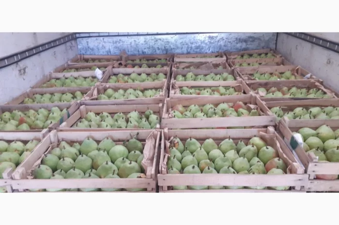 Продам грушу з власного саду- фото № 5