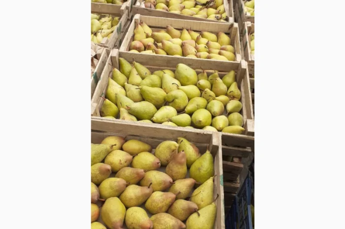 Пропонується груша з власного саду- фото № 7