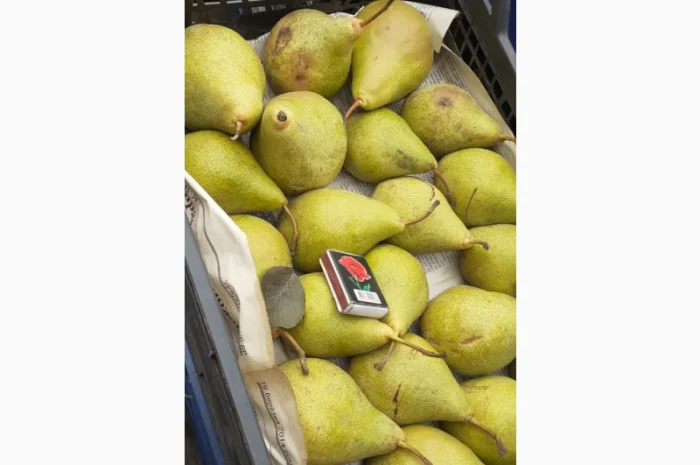 Пропонується груша з власного саду- фото № 8