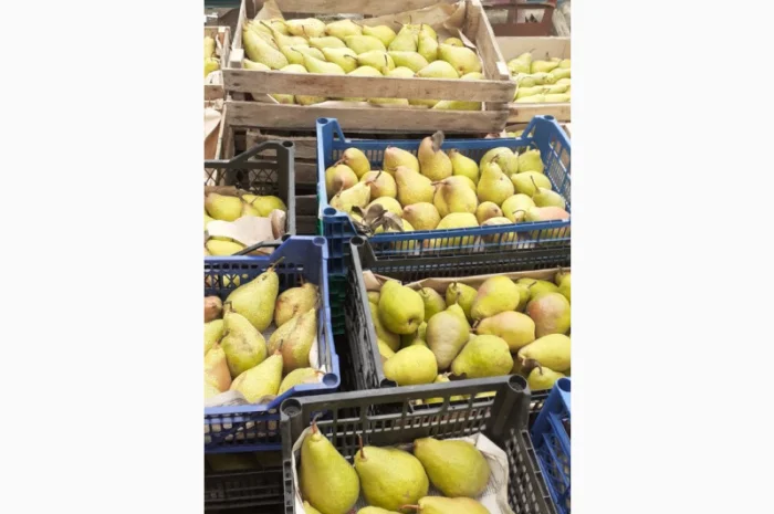 Пропонується груша з власного саду- фото № 9