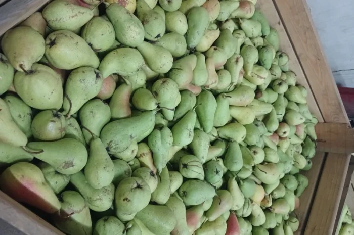 Продам грушу- фото № 3