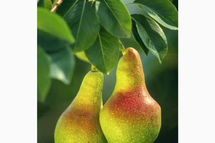 Фабрика з заморозки купить грушу свіжу для переробки- фото № 1