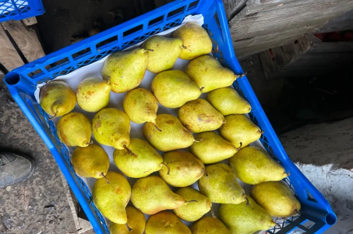 Продається Ноябрська і Киргизська груша- фото № 1