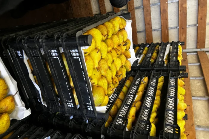 Продається Ноябрська і Киргизська груша- фото № 3