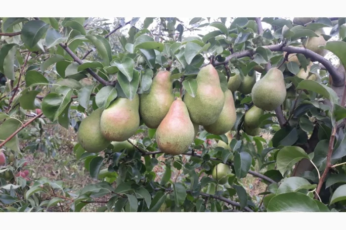 Продам грушу Талгарку. Ноябрську. Киргизку- фото № 1