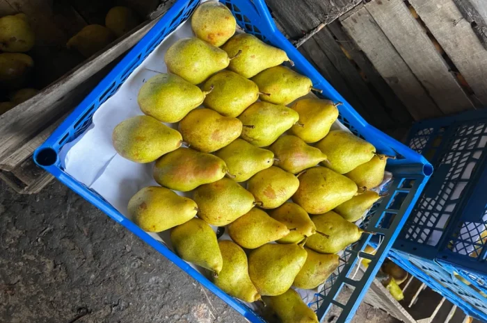 Пропонується груша Талгарка, Ноябрська, Киргизка- фото № 4