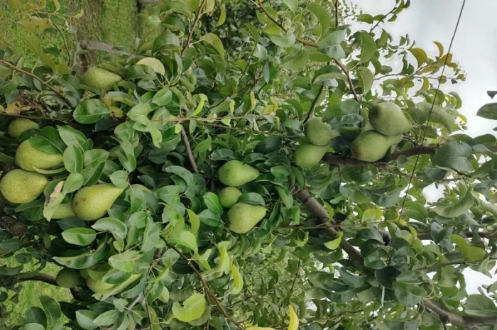 Продам груші- фото № 1