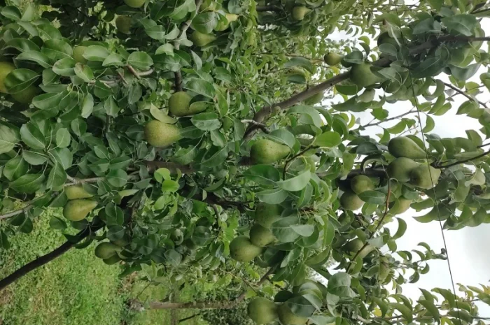 Продам груші- фото № 3