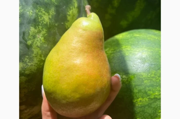 Фермерське господарство продасть груші опт різних сортів- фото № 1